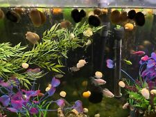 Mystery snails mixed for sale  Lawrenceville