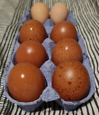 cuckoo maran L/F hatching eggs x6 for sale  BURY