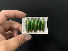 Lot of 5 Chrysochroa Erythromycin Indonesia Insect Entomology for sale  Shipping to South Africa
