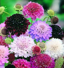 50 Scabiosa Atropurpurea Giant Mix Flower Seeds-Pincushion Imperial Giant -FL359 na sprzedaż  Wysyłka do Poland