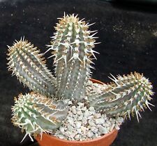 Euphorbia phillipsioides choic for sale  EASTBOURNE