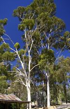 Samen zitronen eukalyptus gebraucht kaufen  Calw