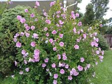 Hibiscus minerva rose for sale  Baltimore