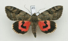 Erebidae - Catocala electa - Rosy Underwing - #45 - male for sale  Shipping to South Africa