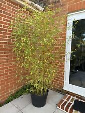 Extra large bamboo for sale  CHELMSFORD