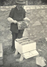 Bees bee keeping. for sale  LONDON