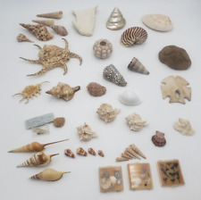 Used, Large lot of seashells Harpa, Triton, Murex, Conch, Nautilus, Urchin sea shells for sale  Shipping to South Africa