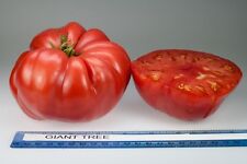 tomato trees for sale  SALISBURY