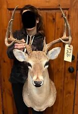 Point whitetail deer for sale  Harper