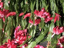 schlumbergera for sale  Shipping to South Africa