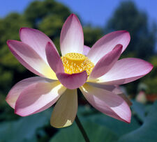 Natürlicher lotuseffekt samen gebraucht kaufen  Elsdorf