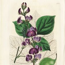 Gravura escassa de registro botânico de Edwards de 1834 #236 LABLAVIA VULGARIS comprar usado  Enviando para Brazil