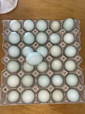 Uova azzurre uova usato  Siena