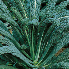 Kale seeds nero for sale  PEEBLES