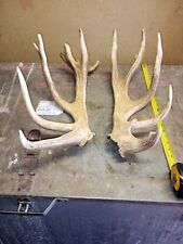moose antlers for sale  NORTHAMPTON