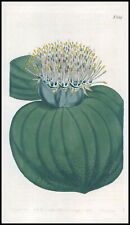 1808 CURTIS Botanical MASSONIA MURICATA Prickly Leaved Pl 559 (CB1/166) for sale  Shipping to South Africa