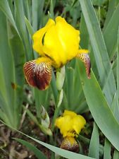 Iris rhizomes free for sale  Sand Springs