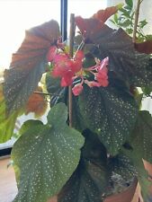 Lot cuttings begonia for sale  Dorchester