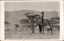 Postcard giraffe in the steppe, mountains, trees - 3065710 for sale  Shipping to South Africa