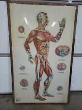 muscular system poster for sale  Sun Valley