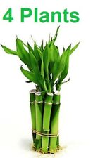 Live lucky bamboo for sale  Rego Park