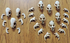 Muskrat skulls mink for sale  Ringle