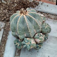 Cactus raro, pianta grassa rara - ferocactus glaucescens inermis usato  Vallebona