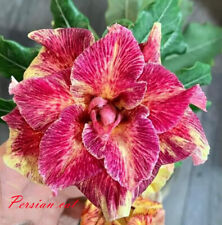 New adenium obesum for sale  Shipping to Ireland