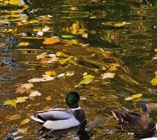 Grey call duck for sale  Apple Creek