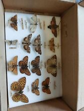 Antique butterfly collection for sale  SALISBURY