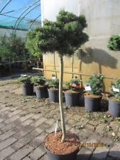 Pinus parviflora beran gebraucht kaufen  Zetel