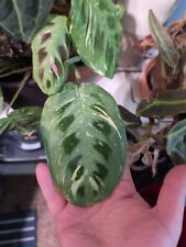 Maranta leuconeura variegated for sale  BRIGHTON