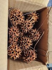 Sweet gum tree for sale  Carlisle