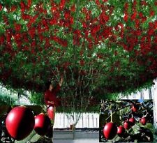Tomatenbaum reich tragende gebraucht kaufen  Kaiserslautern