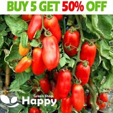 Vegetable tomato seeds for sale  DONCASTER