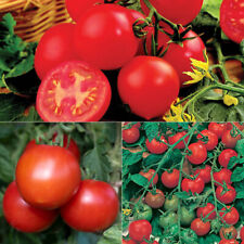 Tomato collection plug for sale  PETERBOROUGH
