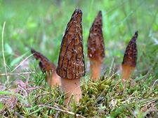 Black morel mushroom for sale  Brookfield