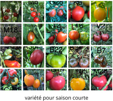 Graine tomate variété d'occasion  La Pacaudière