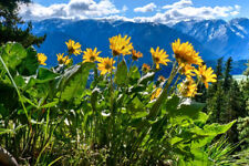 Mountain arnica arbo for sale  Gate City