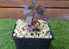 Sedum chocolate cherry d'occasion  Perpignan-