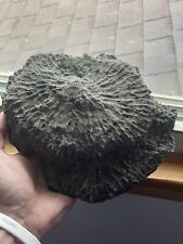 5lb Petoskey Stone That Was Found In Northern Michigan!!! Unpolished Raw Stone for sale  Shipping to South Africa