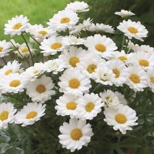 1ltr pot argyranthemum for sale  NELSON