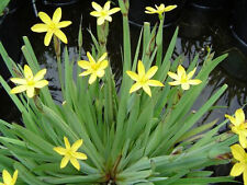 Dwarf yellow iris for sale  LOUTH
