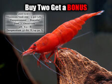 Red Cherry UK BRED Freshwater Easy Aquarium Shrimp 0.5-1.3CM - See the Photo, used for sale  NORTHAMPTON