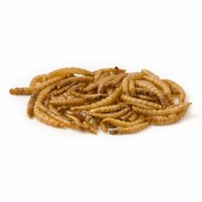 morio worms for sale  Shipping to Ireland
