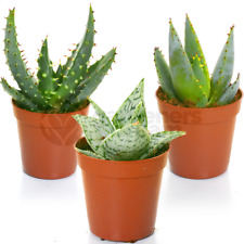 Aloe vera mix for sale  UK