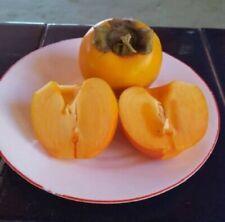 CAQUI caqui diospyros kaki japanese  persimmon  semillas seeds segunda mano  Embacar hacia Argentina