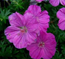 Storchschnabel geranium gracil gebraucht kaufen  Westerstede