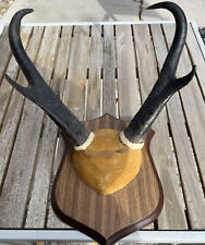 Pronghorn antelope horn for sale  Reno