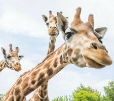 Zoo leipzig atlanta gebraucht kaufen  Markkleeberg